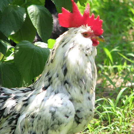 Отель Erendiz Garden Кемер